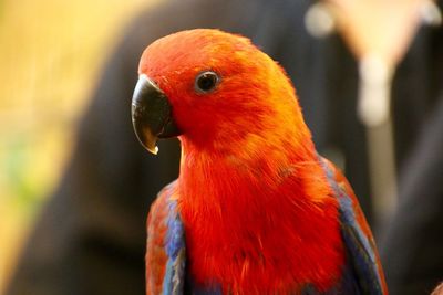 Close-up of parrot