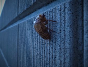 Close-up of insect on wall