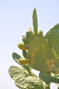 Close-up of plant
