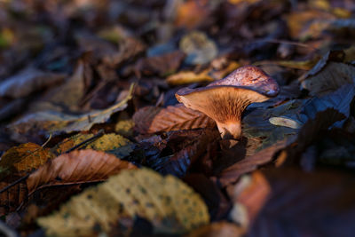Close-up of mushrooms growing on field