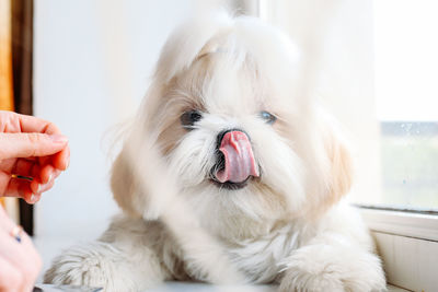 Funny shih tzu dog. grooming. high quality photo