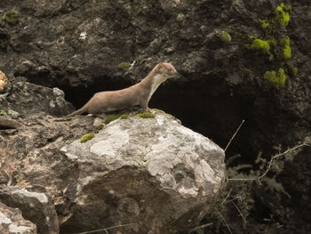 Close-up of bird on rock