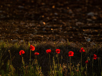 Close-up of red poppy flowers on field