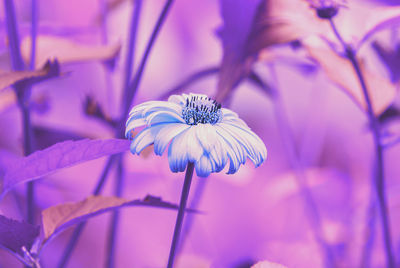 Close-up of purple flowering plant