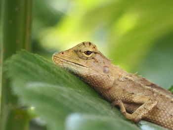 Close-up of a lizard