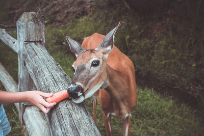 Close-up of deer on field