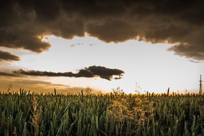 Scenic view of field against sky during sunset