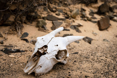 Close-up of animal skull