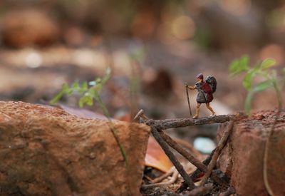 Close-up of insect on leaf