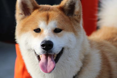 Close-up of dog looking away