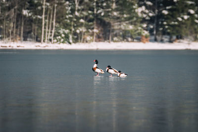 Ducks swimming in lake