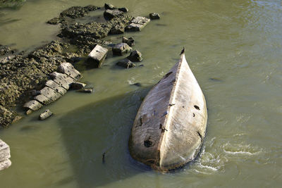 High angle view of turtle swimming in lake