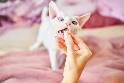 Sphynx devon rex cat close-up. portrait of a pet.