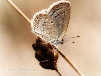 Close-up of butterfly