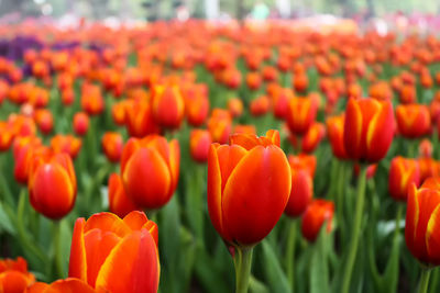 Close-up of orange tulips on field