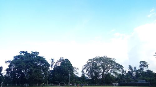 Low angle view of trees against blue sky