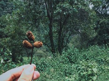 Cropped image of hand holding tree trunk