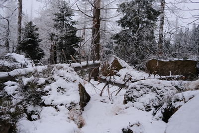 Snow covered field