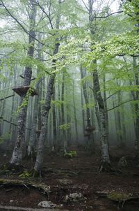 Trees in forest