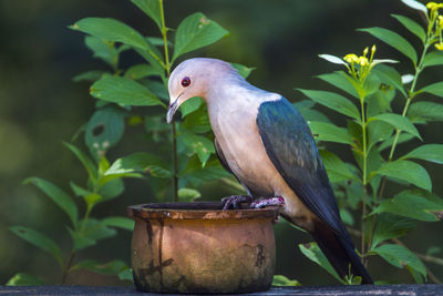 Close-up of bird perching on plant