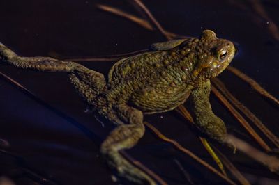 Close-up of frog on branch