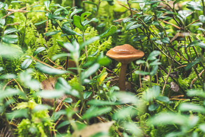 Musroom hiding under forest floor