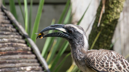 Close-up of african grey hornbill hunting insect