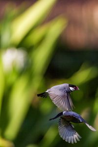 Close-up of bird flying