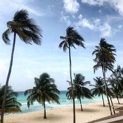 Palm trees on beach against sky