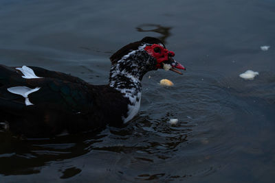 High angle view of duck swimming in lake