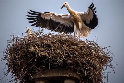 Low angle view of birds flying against sky