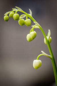 Close-up of green plant