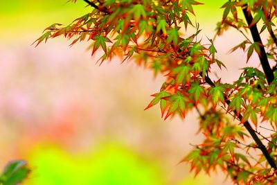 Close-up of leaves on branch