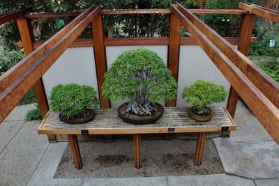 Potted plants on table at home