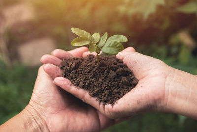 Close-up of hand holding plant