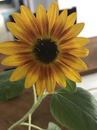 Close-up of yellow flower