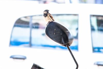 Close-up of bird perching on feeder