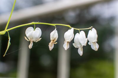 Close-up of white flowering plant