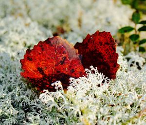 Close-up of red butterfly on plant