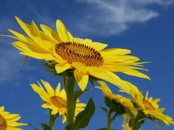 Close-up of yellow flower