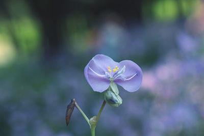 Close-up of purple flowering plant