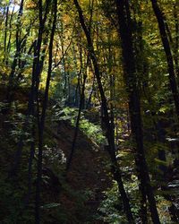 Trees in forest