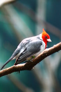 Close-up of bird perching on branch