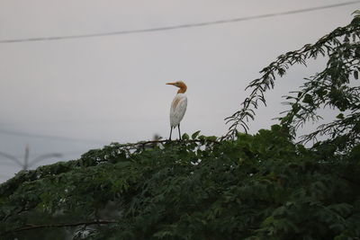 Bird perching on a tree