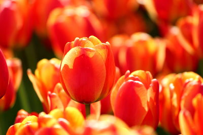 Close-up of red tulips