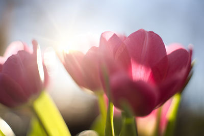 Close-up of pink tulips