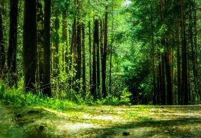 Trees in forest