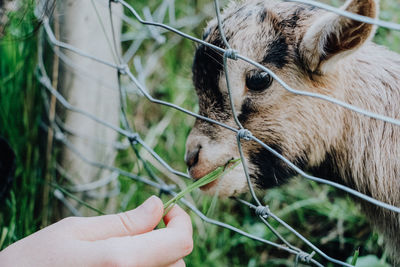 Cropped hand feeding grass to goat at farm