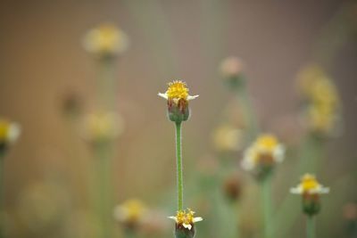 Close-up of yellow flowering plant