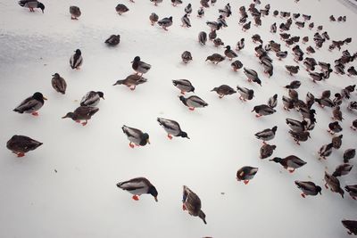 High angle view of birds on people